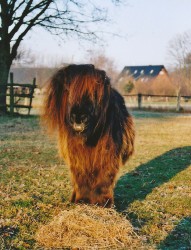 Shettie beim Abendbrot