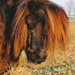 Shettie beim Fressen
